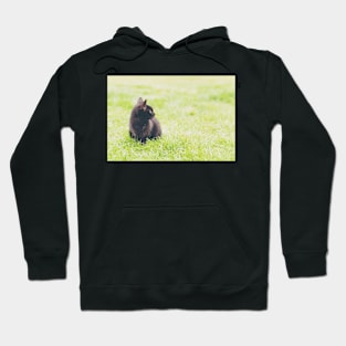 Adorable little black kitten sitting on green lawn Hoodie